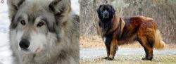 Wolfdog vs Estrela Mountain Dog - Breed Comparison