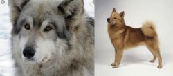 Wolfdog vs Finnish Spitz - Breed Comparison