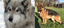 Wolfdog vs German Shepherd - Breed Comparison