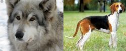 Wolfdog vs Grand Anglo-Francais Tricolore - Breed Comparison