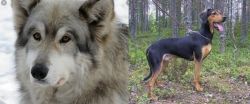 Wolfdog vs Greek Harehound - Breed Comparison
