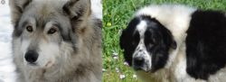 Wolfdog vs Greek Sheepdog - Breed Comparison