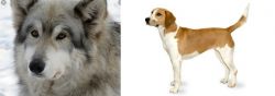 Wolfdog vs Harrier - Breed Comparison
