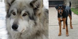 Wolfdog vs Hungarian Hound - Breed Comparison