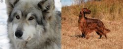 Wolfdog vs Irish Setter - Breed Comparison