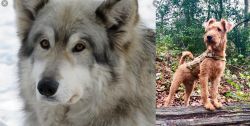 Wolfdog vs Irish Terrier - Breed Comparison