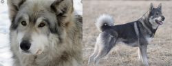 Wolfdog vs Jamthund - Breed Comparison