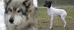 Wolfdog vs Japanese Terrier - Breed Comparison