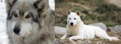 Wolfdog vs Jindo - Breed Comparison