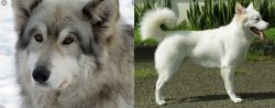 Wolfdog vs Kintamani - Breed Comparison
