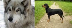 Wolfdog vs Latvian Hound - Breed Comparison