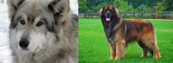 Wolfdog vs Leonberger - Breed Comparison