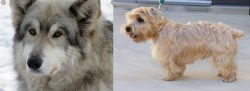 Wolfdog vs Lucas Terrier - Breed Comparison