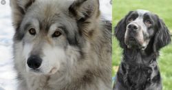 Wolfdog vs Picardy Spaniel - Breed Comparison
