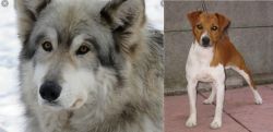 Wolfdog vs Plummer Terrier - Breed Comparison