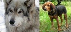 Wolfdog vs Polish Hound - Breed Comparison