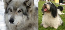 Wolfdog vs Polish Lowland Sheepdog - Breed Comparison
