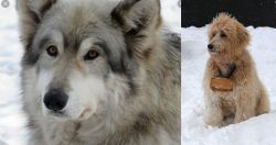 Wolfdog vs Pyredoodle - Breed Comparison