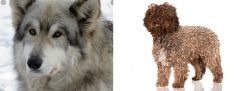 Wolfdog vs Spanish Water Dog - Breed Comparison