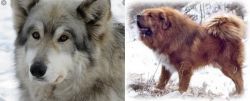 Wolfdog vs Tibetan Kyi Apso - Breed Comparison