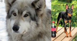 Wolfdog vs Toy Manchester Terrier - Breed Comparison