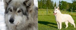 Wolfdog vs White Shepherd - Breed Comparison