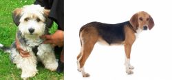 Yo-Chon vs Beagle-Harrier - Breed Comparison