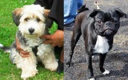 Yo-Chon vs Bugg - Breed Comparison