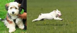 Yo-Chon vs Bull Terrier - Breed Comparison