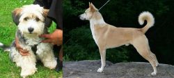 Yo-Chon vs Canaan Dog - Breed Comparison
