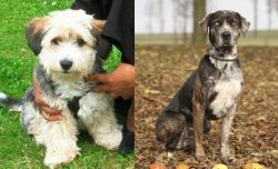 Yo-Chon vs Catahoula Leopard - Breed Comparison