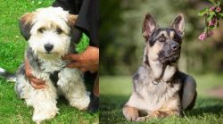 Yo-Chon vs East European Shepherd - Breed Comparison