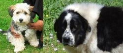 Yo-Chon vs Greek Sheepdog - Breed Comparison