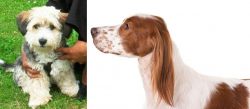 Yo-Chon vs Irish Red and White Setter - Breed Comparison