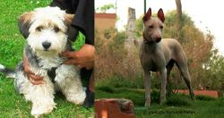 Yo-Chon vs Jonangi - Breed Comparison