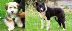 Yo-Chon vs Karelian Bear Dog - Breed Comparison