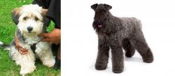Yo-Chon vs Kerry Blue Terrier - Breed Comparison