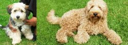 Yo-Chon vs Labradoodle - Breed Comparison