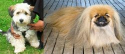 Yo-Chon vs Pekingese - Breed Comparison
