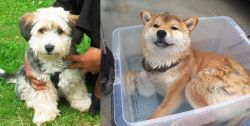 Yo-Chon vs Shiba Inu - Breed Comparison