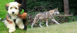Yo-Chon vs Tamaskan - Breed Comparison