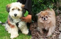 Yo-Chon vs Tibetan Spaniel - Breed Comparison