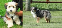 Yo-Chon vs Toy Australian Shepherd - Breed Comparison