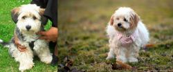 Yo-Chon vs West Highland White Terrier - Breed Comparison