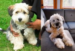 Yo-Chon vs Whoodles - Breed Comparison