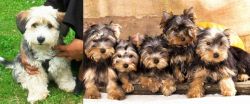 Yo-Chon vs Yorkshire Terrier - Breed Comparison
