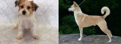 Yochon vs Canaan Dog - Breed Comparison