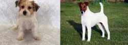 Yochon vs Fox Terrier (Smooth) - Breed Comparison