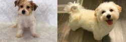 Yochon vs Maltipoo - Breed Comparison