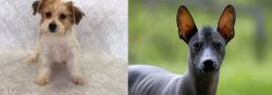Yochon vs Mexican Hairless - Breed Comparison